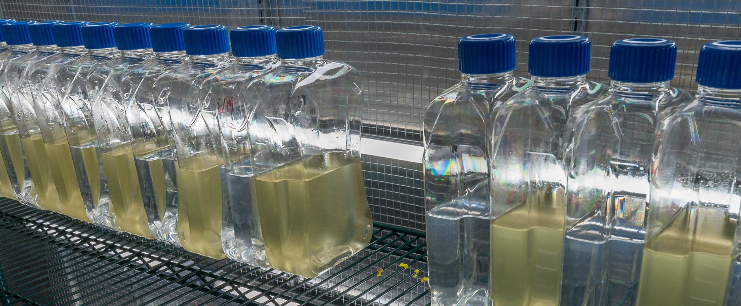 A photo of translucent bottles holding co-cultures of model marine phytoplankton and bacteria.