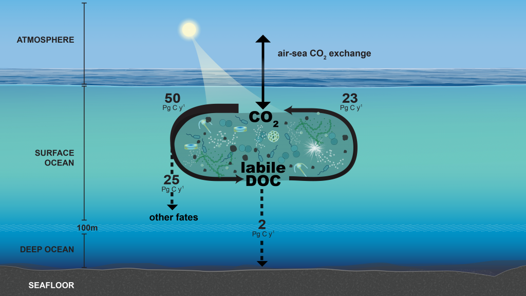 The ocean carbon cycle; detailed description is included within the caption.