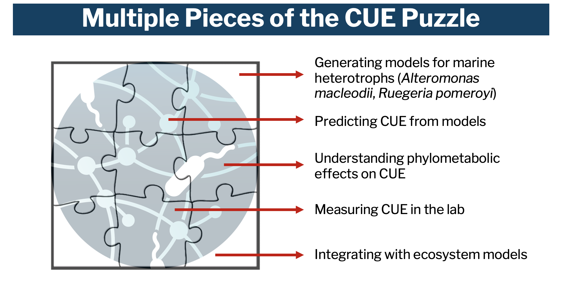 Multiple pieces of the carbon use efficiency puzzle; a detailed description is included in the figure caption.