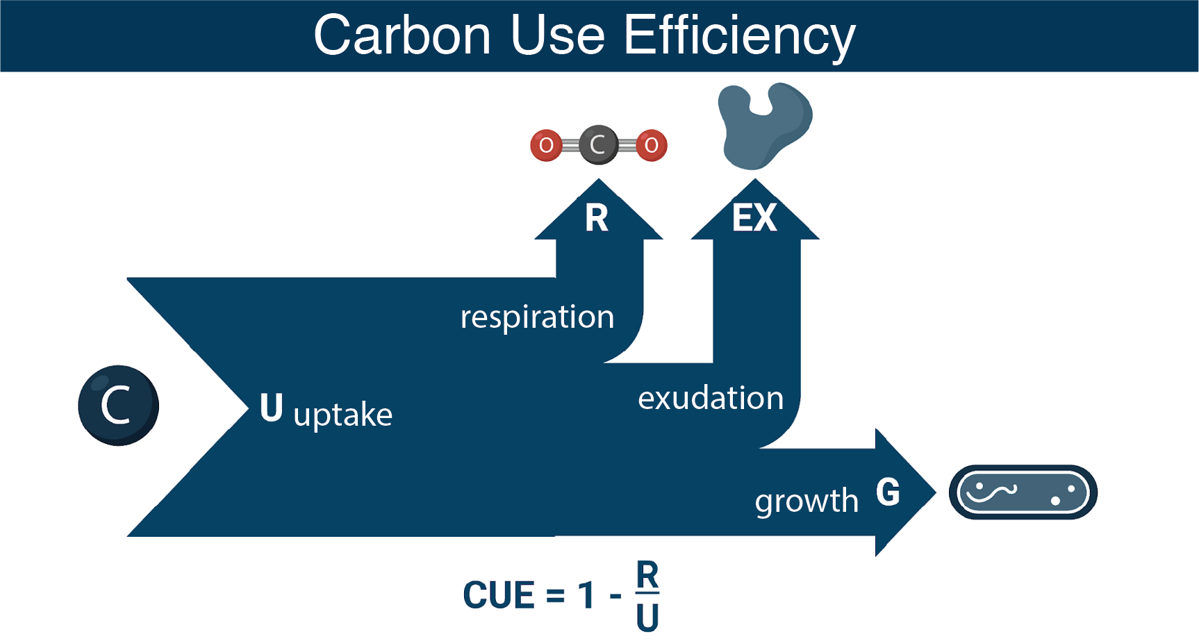 This figure demonstrates the key processes that impact bacterial carbon use efficiency (CUE) as well as the governing equation for CUE. Figure created by Helen Scott, Boston University.