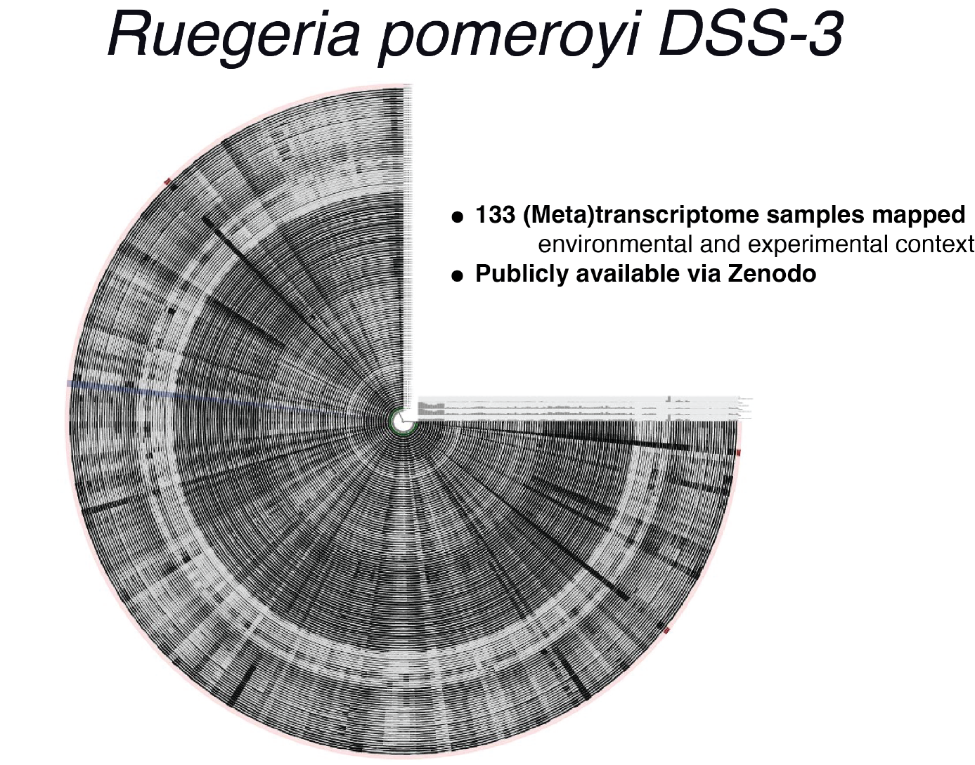 A visualization of the R. pomeroyi Digital Microbe in anvi'o. Each concentric circle displays read recruitment data from one (meta)transcriptome to genes across the R. pomeroyi genome sequence. Figure created by Iva Veseli, University of Chicago. 