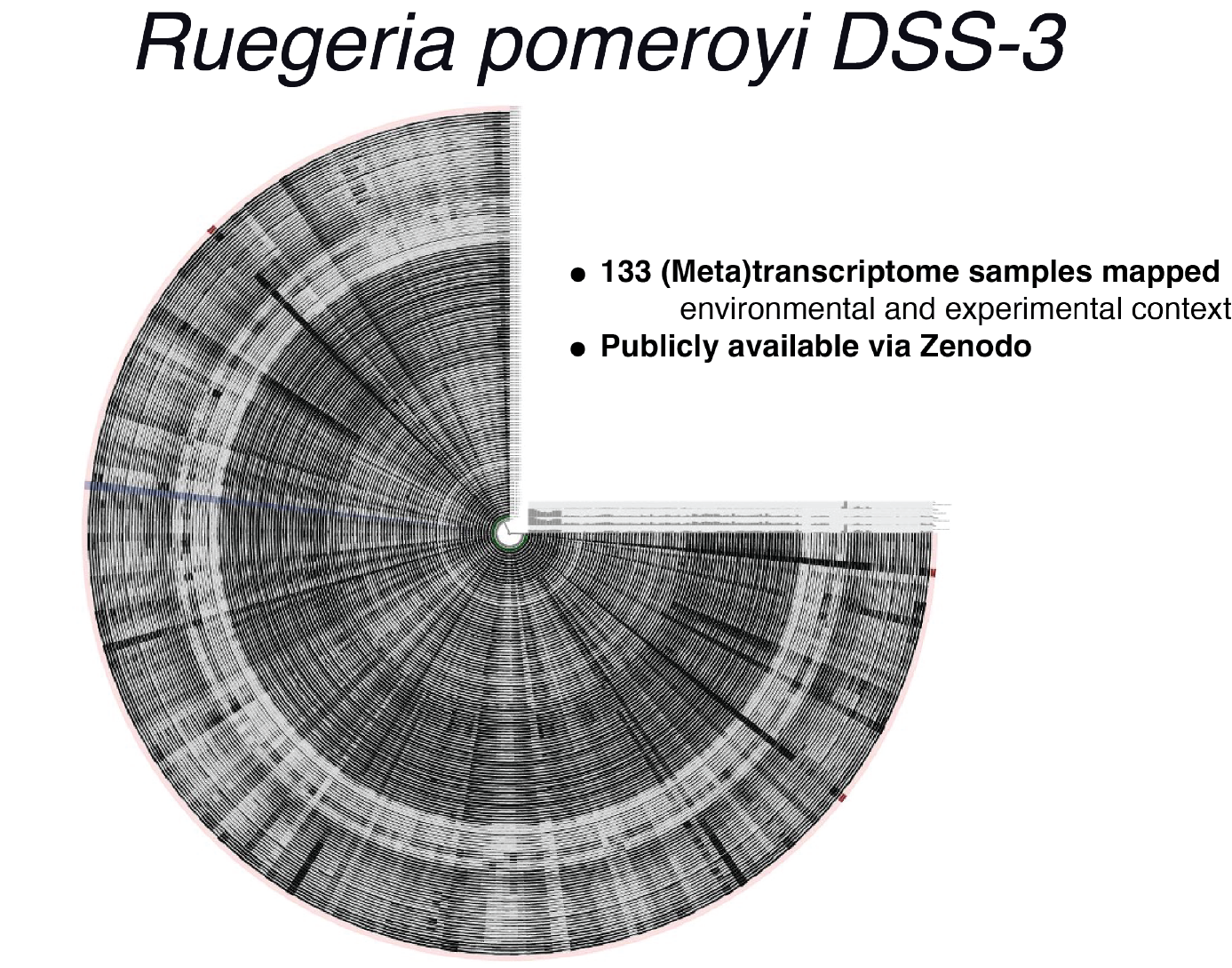 R. pomeroyi digital microbe anvi'o visualization; a detailed description is included in the figure caption.