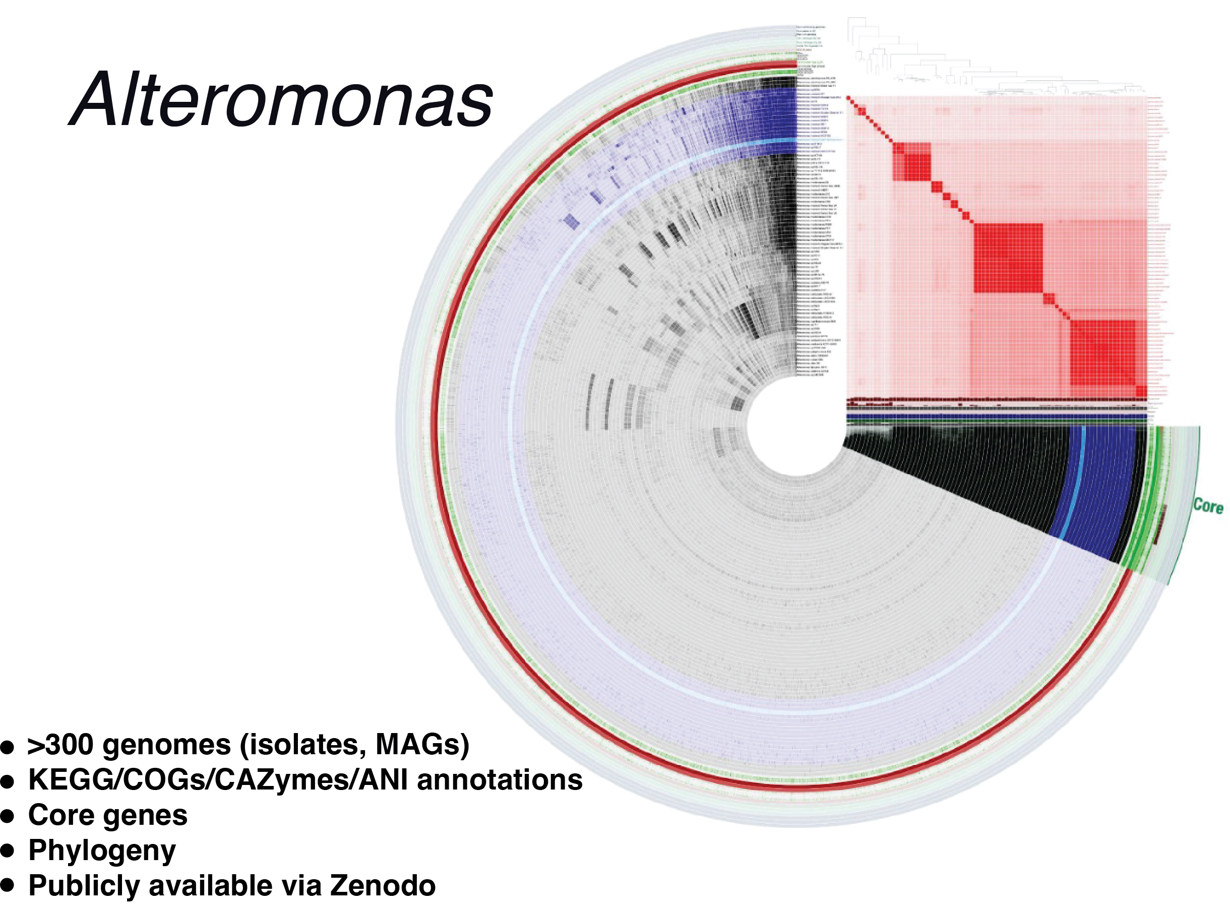 Alteromonas pangenome digital microbe; a detailed description is provided in the figure caption.