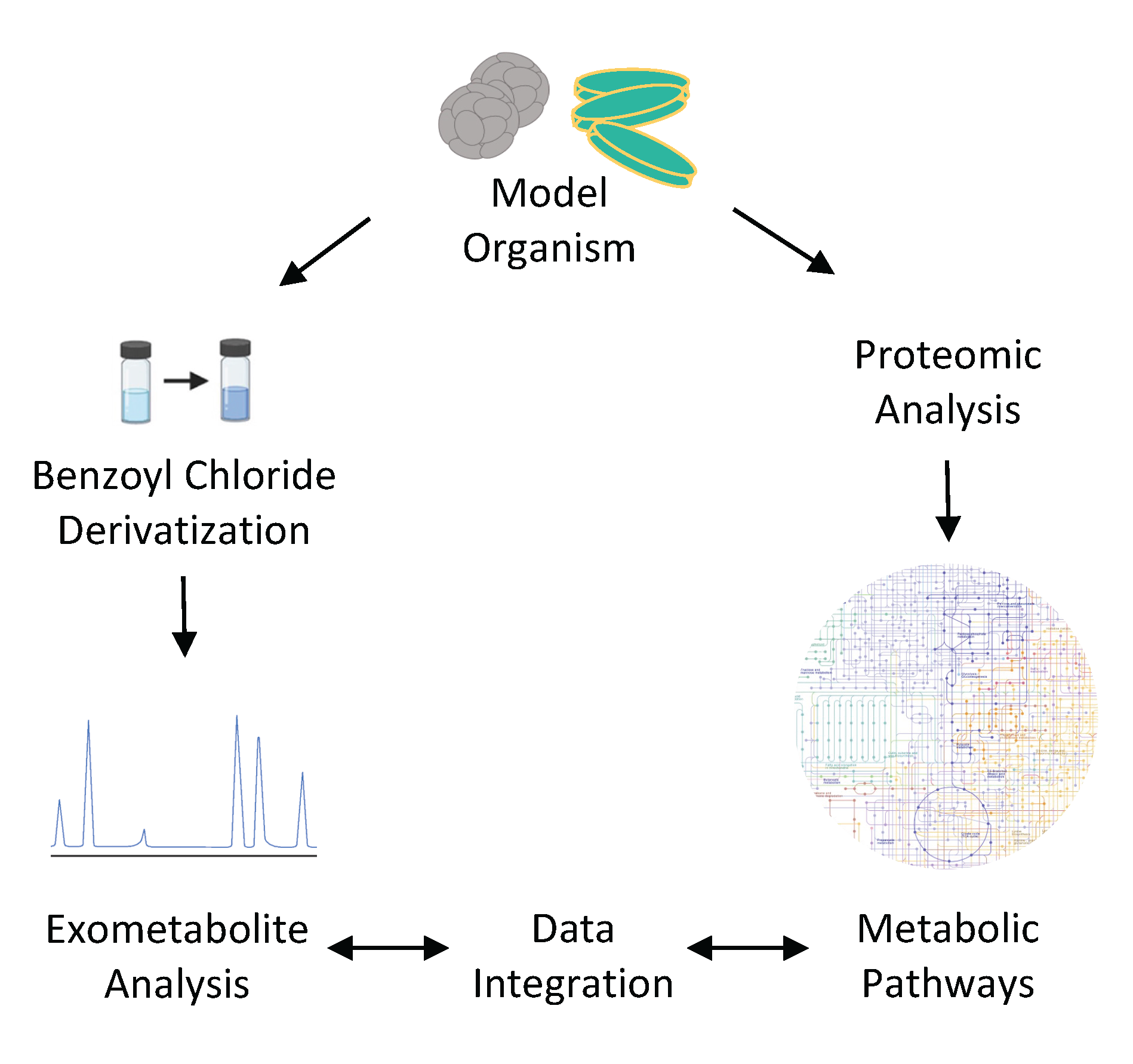 Phytoplankton exometabolite study process; a detailed description is provided in the figure caption.