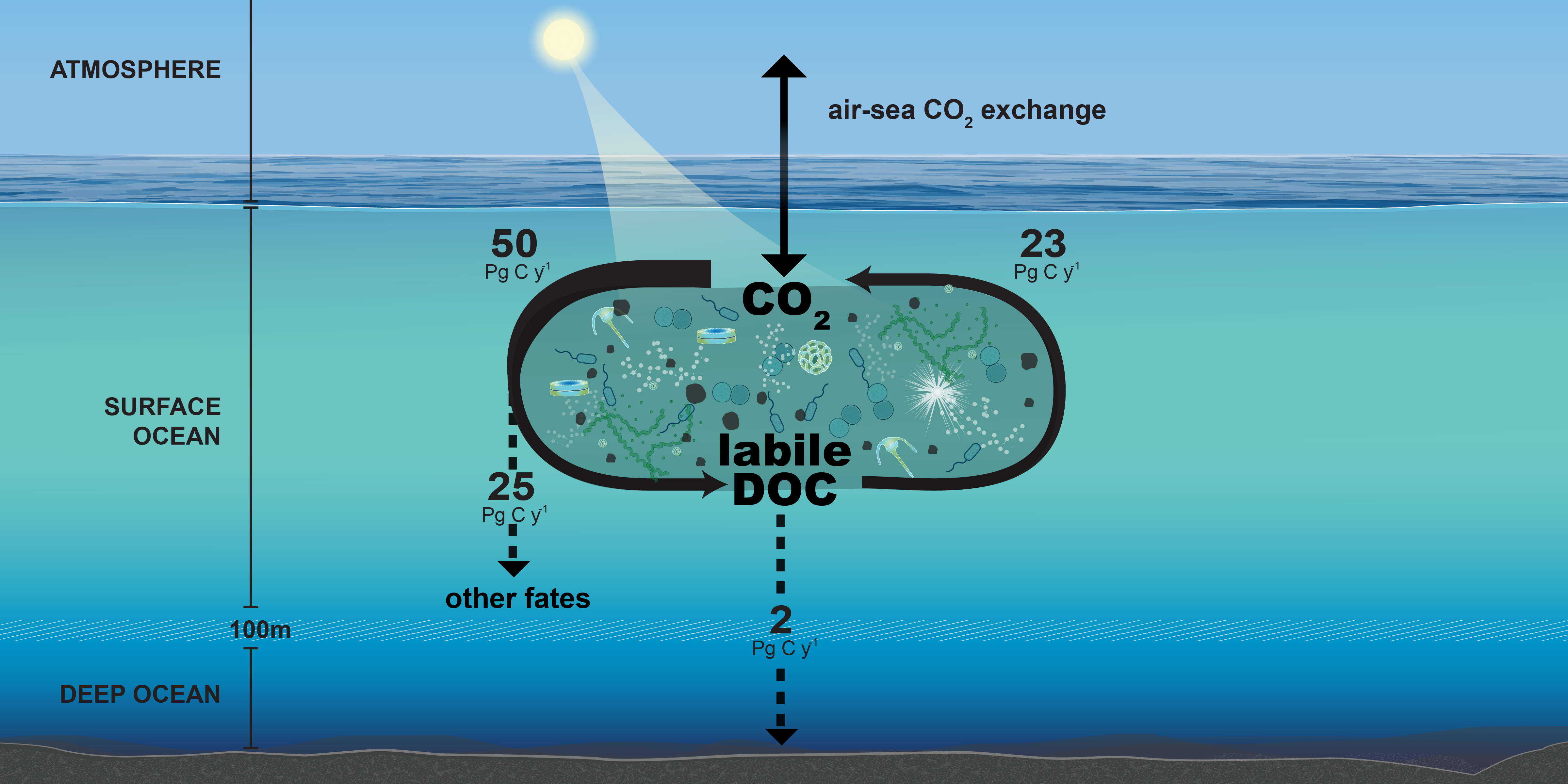 The ocean carbon cycle  shows the flux of carbon through the surface and deep ocean. One-quarter of carbon derived from photosynthesis on Earth cycles rapidly through a pool of labile seawater metabolites within the dissolved organic carbon pool, generated by the activities of microbes. Figure created by WHOI Creative Studio.